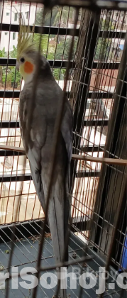 ককাটেল পাখি
